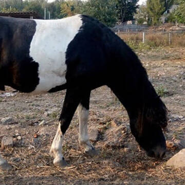 Гуцульських коней з Подільського зоопарку взяли під опіку
