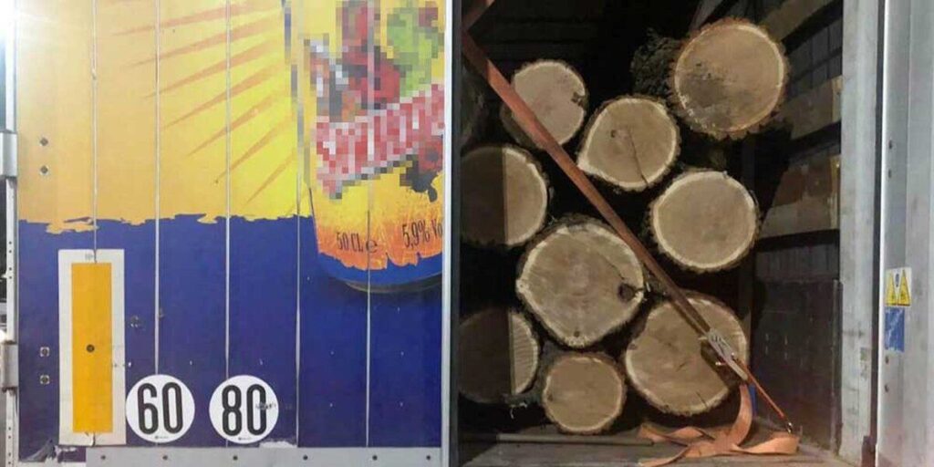 Поліцейські розслідують, де зрубали і куди вивозили вінницькі дуби