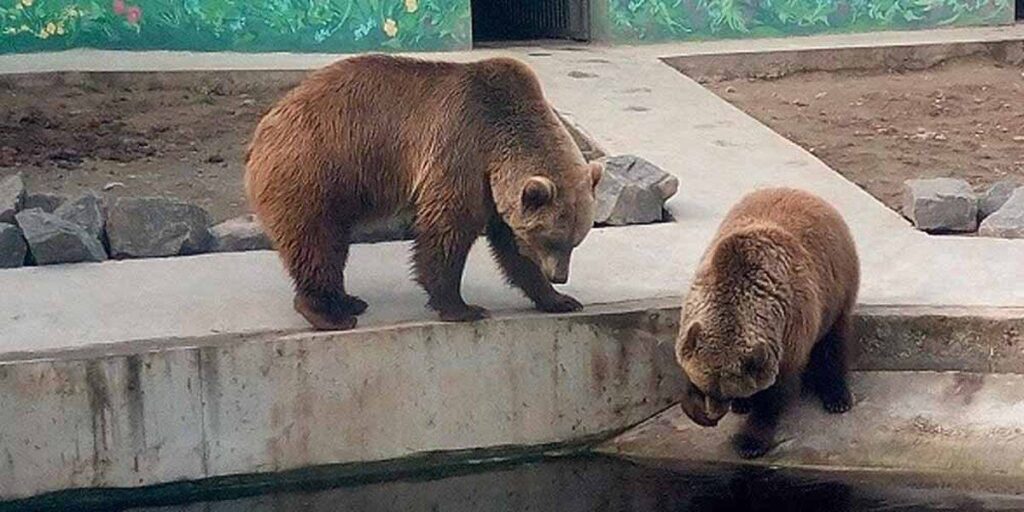 Бурих ведмедів із Подільського зоопарку взяли під опіку