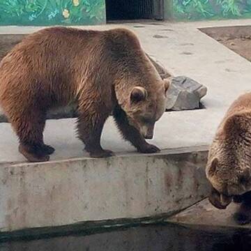Бурих ведмедів із Подільського зоопарку взяли під опіку