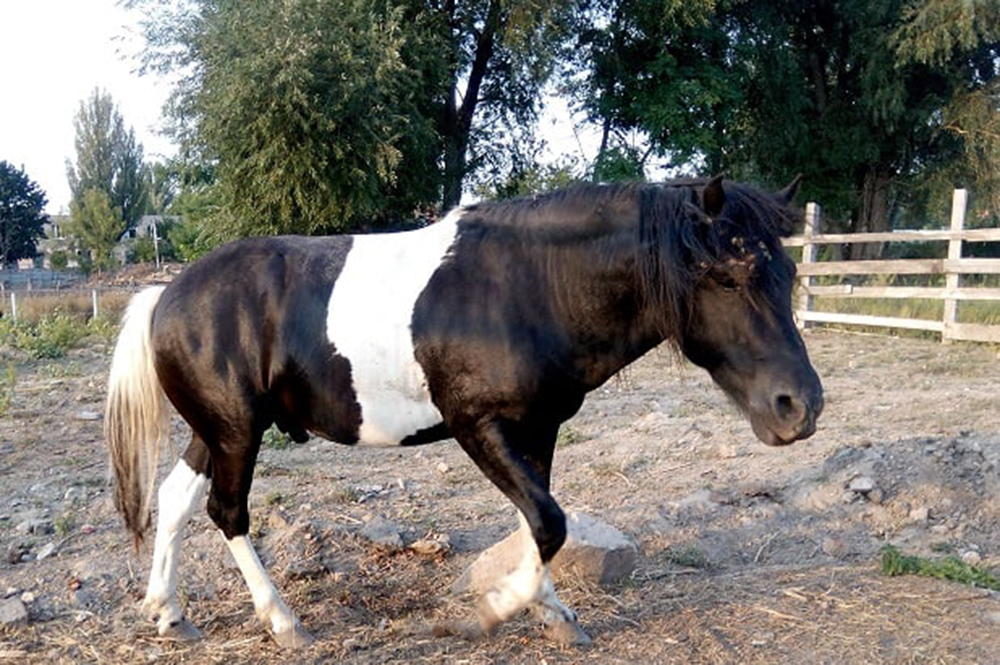 Гуцульських коней  з Подільського зоопарку взяли під опіку