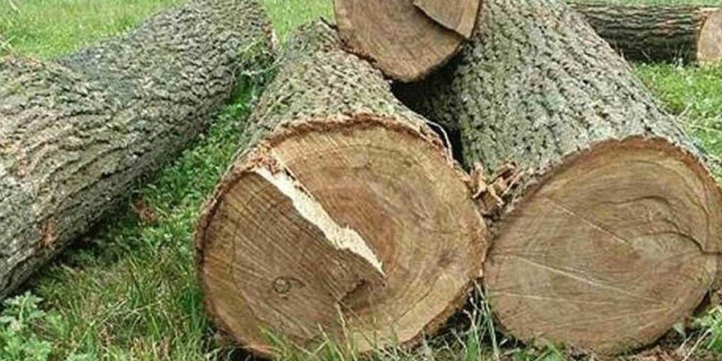 Чоловіків, які незаконно вирубували дуби, судитимуть