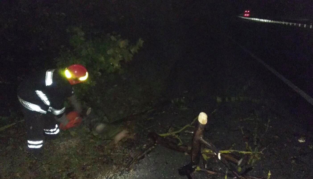 У Жмеринці дерево впало на авто
