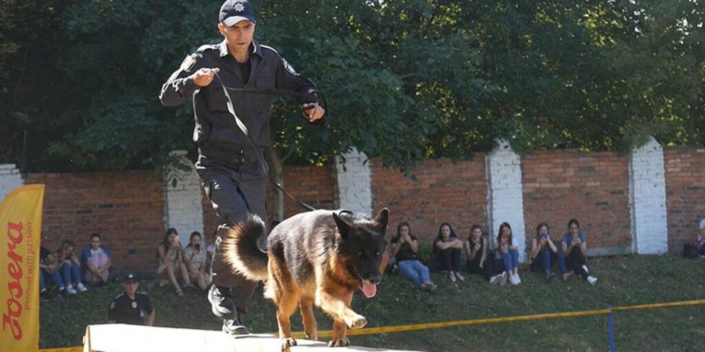 Вінницький кінолог та його вихованець здобули “срібло” на всеукраїнських змаганнях