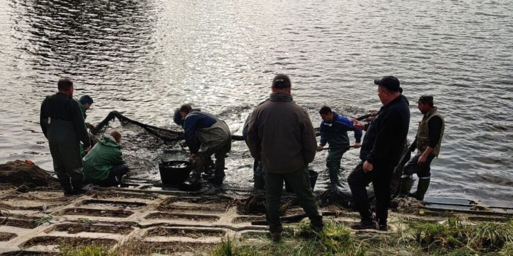 В водосховище у Степашках випустили більше 20 тисяч товстолобиків