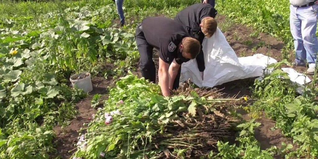 За 4 місяці поліцейські вилучили в жителів області майже 16 тис. рослин маку та конопель