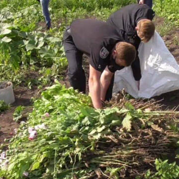 За 4 місяці поліцейські вилучили в жителів області майже 16 тис. рослин маку та конопель