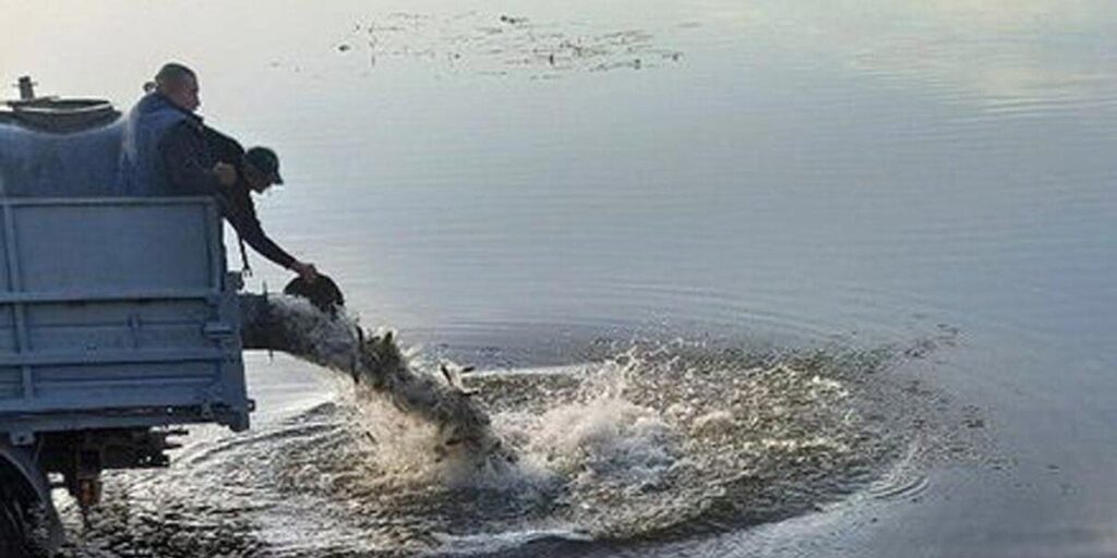 В Гайсинському районі у водосховище випустили більше 3 тонн риби