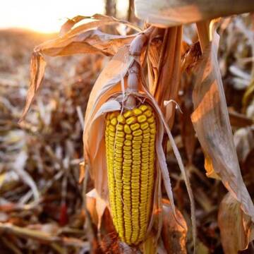 Урожайність кукурудзи в Ольгополі знизилася через літню посуху