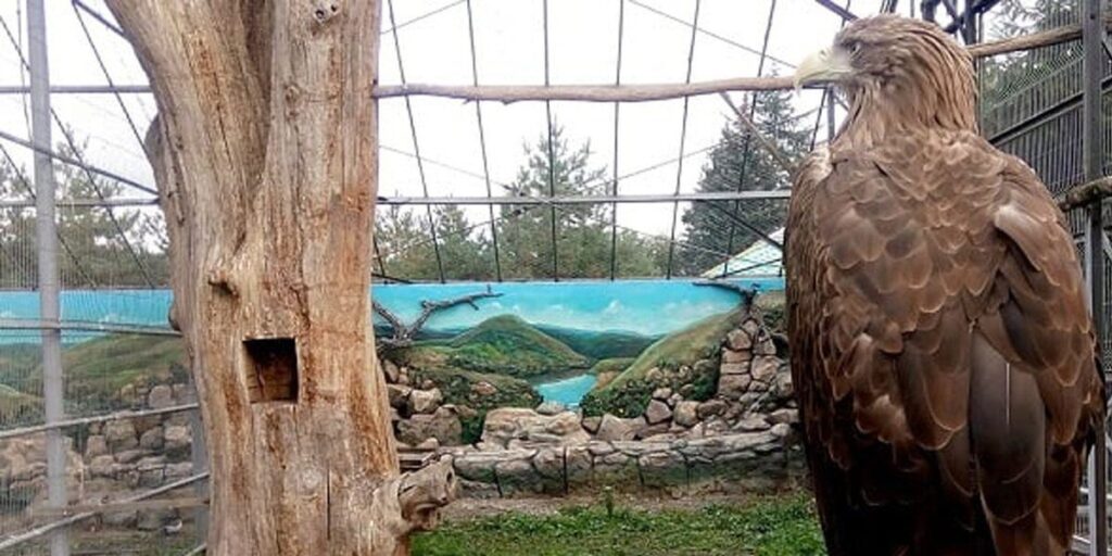 У Подільському зоопарку стіни вольєрів для птахів прикрасили пейзажами природи