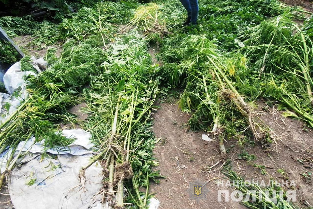 За 4 місяці поліцейські вилучили в жителів області майже 16 тис. рослин маку та конопель