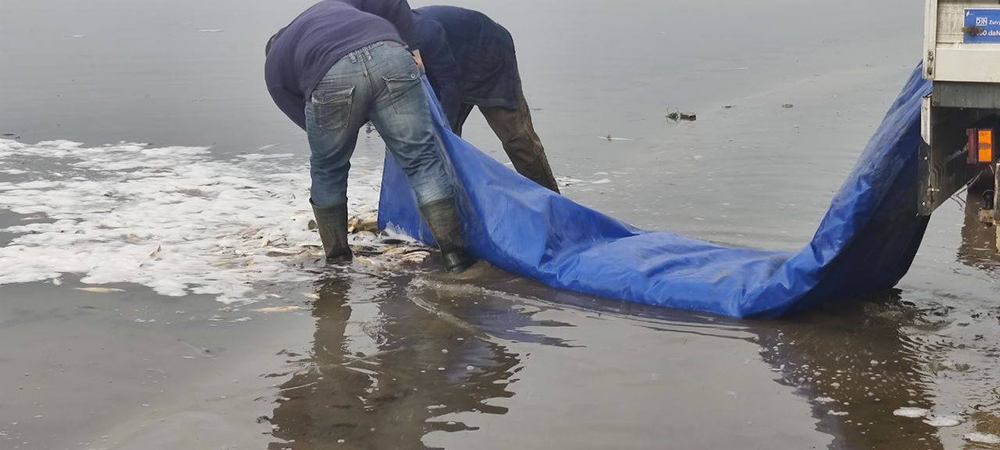 У Ладижинське водосховище випустили майже 7 тонн риби