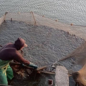 Товстолоб, білий амур та короп: в водосховище в Шаргородському районі випустили більше тонни риби