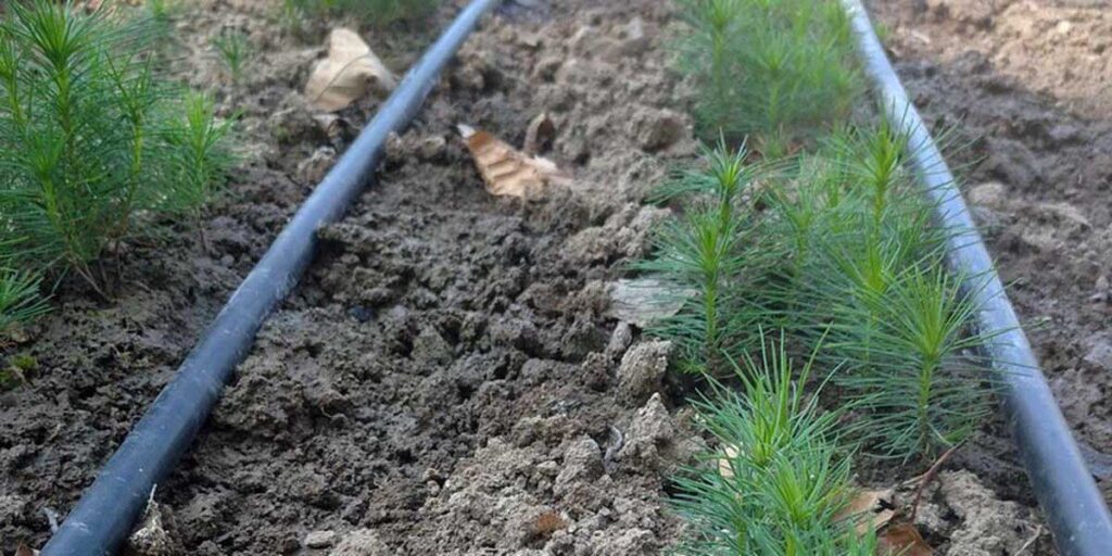 Вінницькі лісівники вирощують посадковий матеріал для майбутніх лісів у 31 лісовому розсаднику