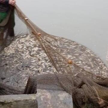 У Сербинівське водосховище випустили майже 6 тонни риби