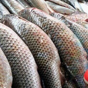 На Вінниччині вступила у силу заборона на вилов риби у зимувальних ямах