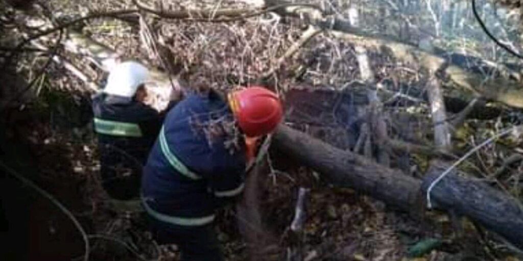 В Липовецькому районі дерево впало на господарчу будівлю