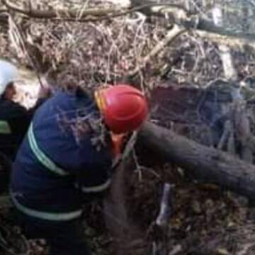В Липовецькому районі дерево впало на господарчу будівлю