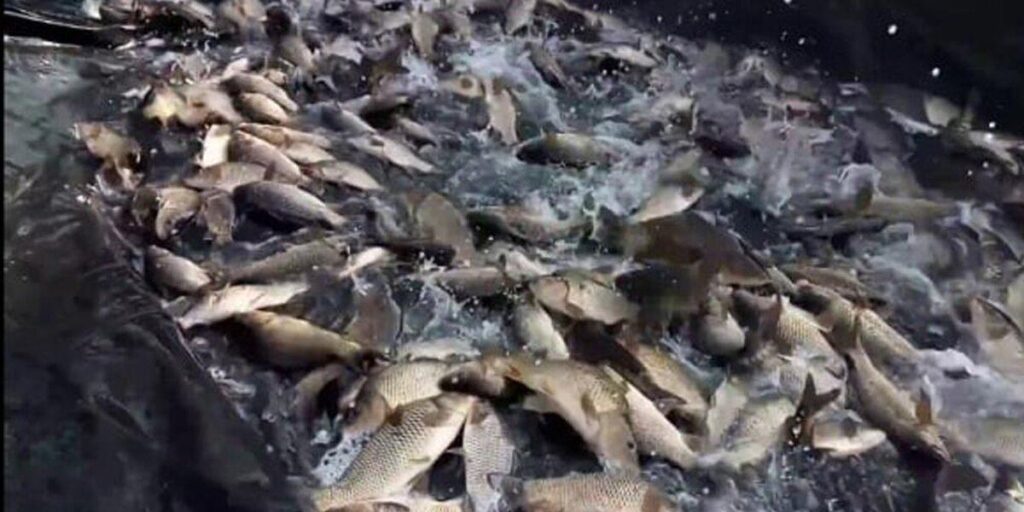 У Сутиське водосховище вселять майже 20 тонн риби