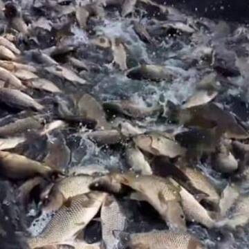 У Сутиське водосховище вселять майже 20 тонн риби