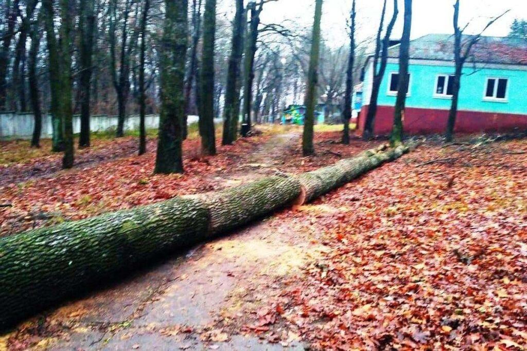 На території дитячого табору у Жмеринському районі злодії вирубали дуби