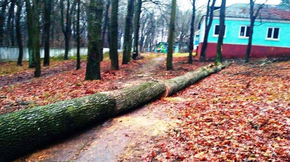 На території дитячого табору у Жмеринському районі злодії вирубали дуби