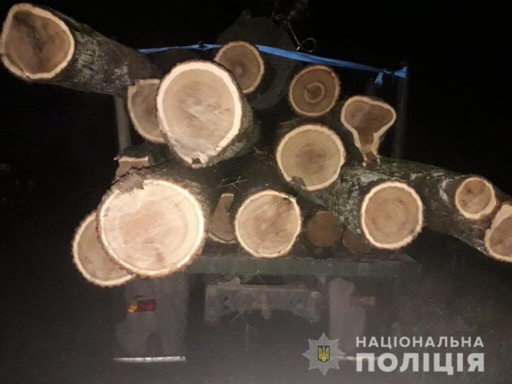 На Вінниччині незаконно вирізали 10 кубів дуба-кругляка