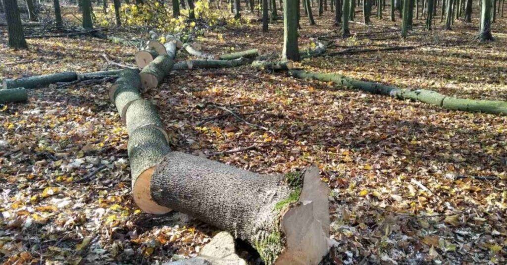 На Вінниччині незаконно вирубали дерев на 30 мільйонів гривень