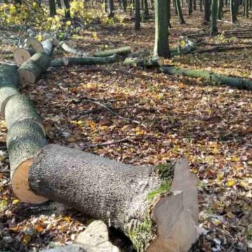 На Вінниччині незаконно вирубали дерев на 30 мільйонів гривень