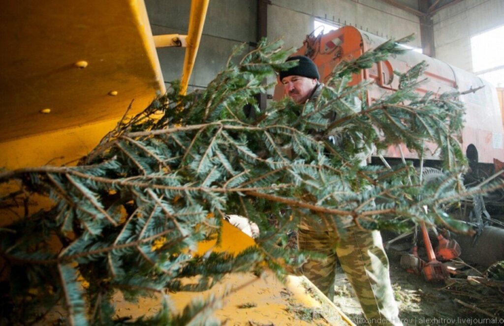 Два вінницьких підприємства можуть безкоштовно забрати ялинку