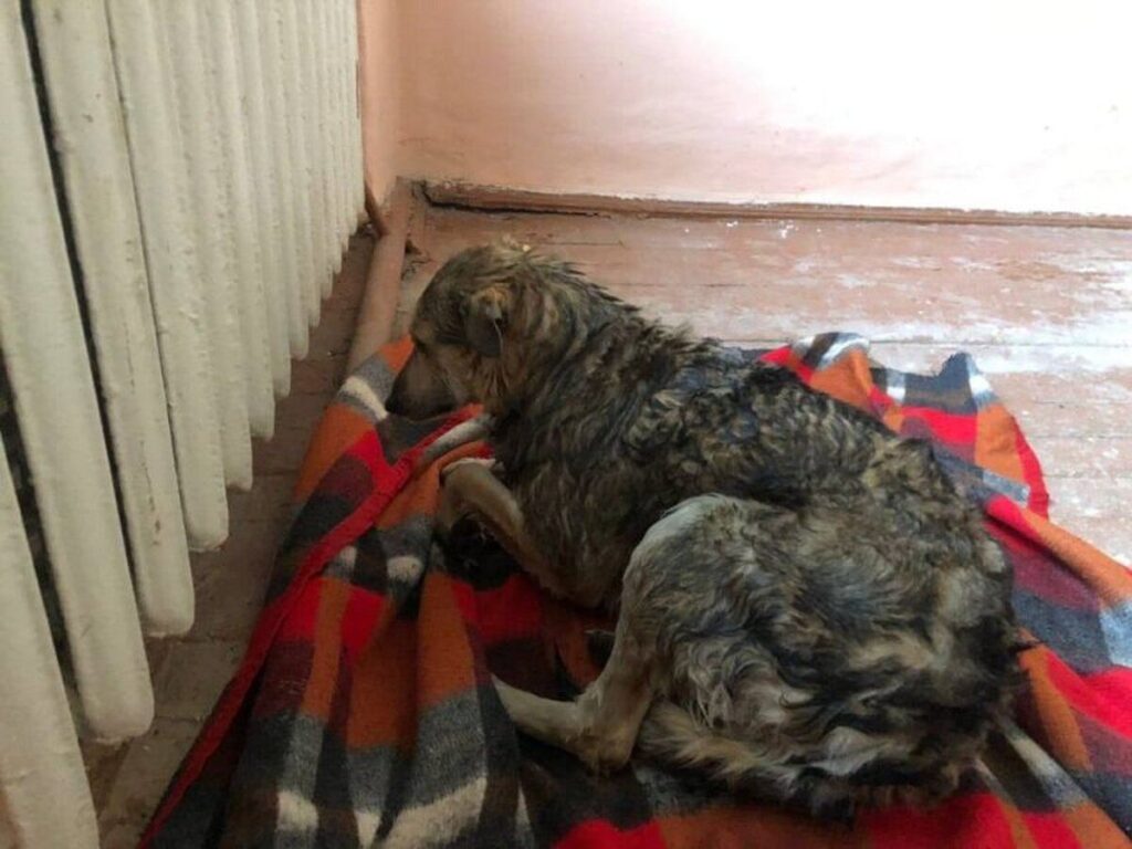 У Вінниці рятувальники витягли з річки пса