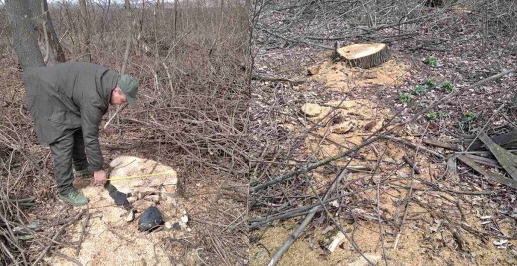 У Вінницькому районі невідомі вирубали дерев більш ніж на півмільйона гривень