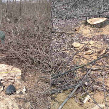 У Вінницькому районі невідомі вирубали дерев більш ніж на півмільйона гривень