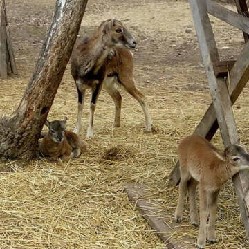 У міському зоопарку поповнення: народилось четверо муфлонів