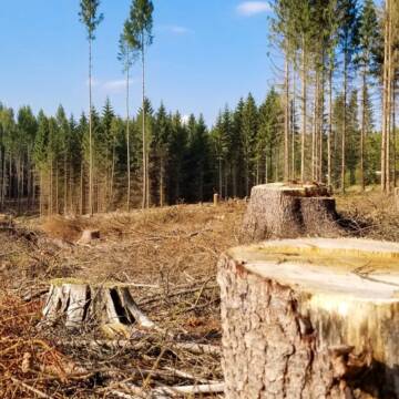 На Вінниччині незаконно вирубували дерева. Сума збитку – 3 мільйони гривень