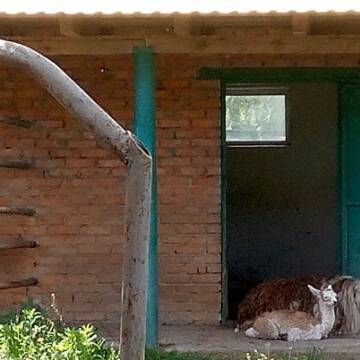 У Подільському зоопарку народилась маленька лама