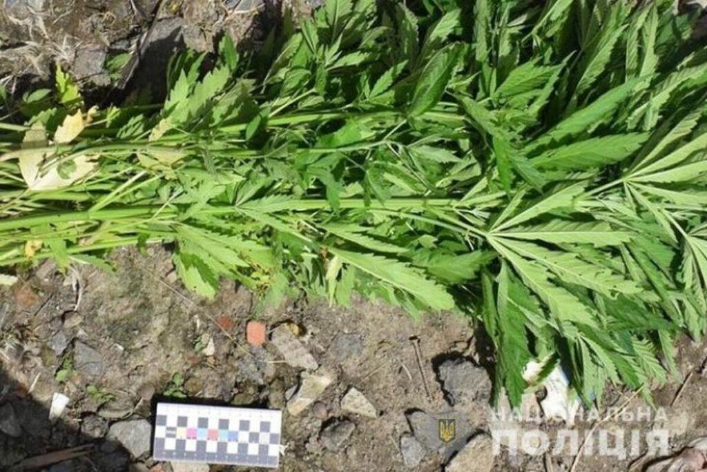У вінничанина вилучили понад сотню рослин коноплі