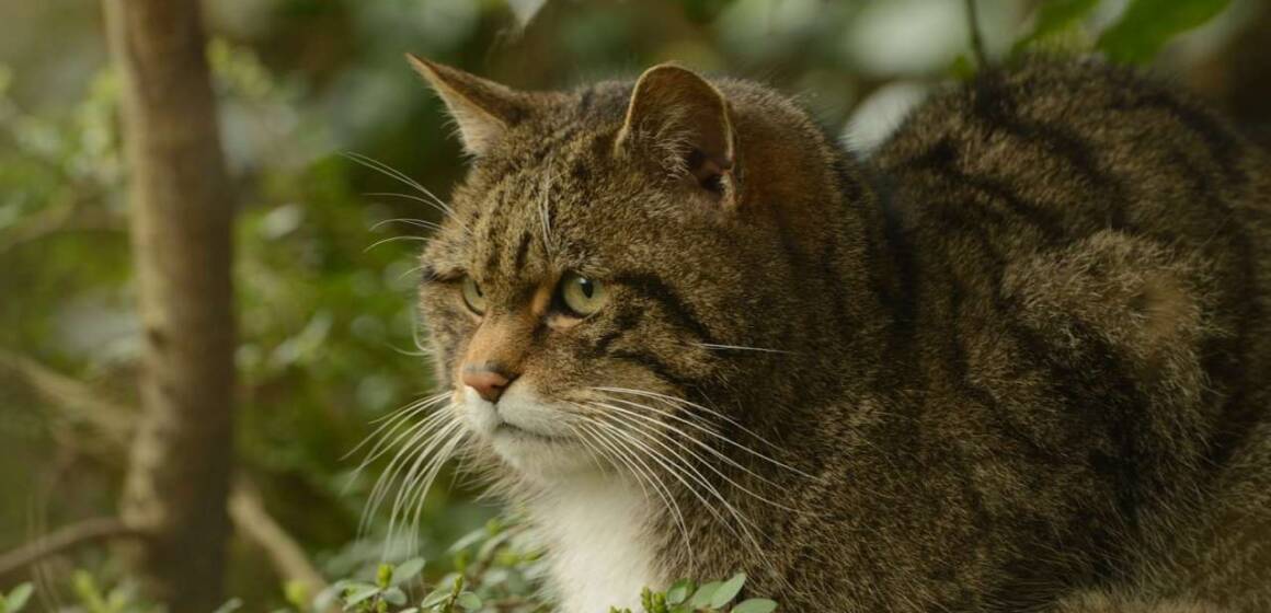 У Вінницькій області зросла кількість лісових котів