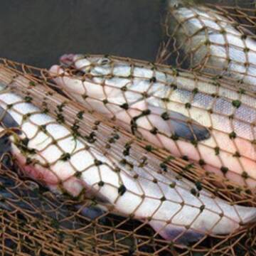 На Вінниччині зафіксовано майже півтисячі фактів незаконного вилову риби