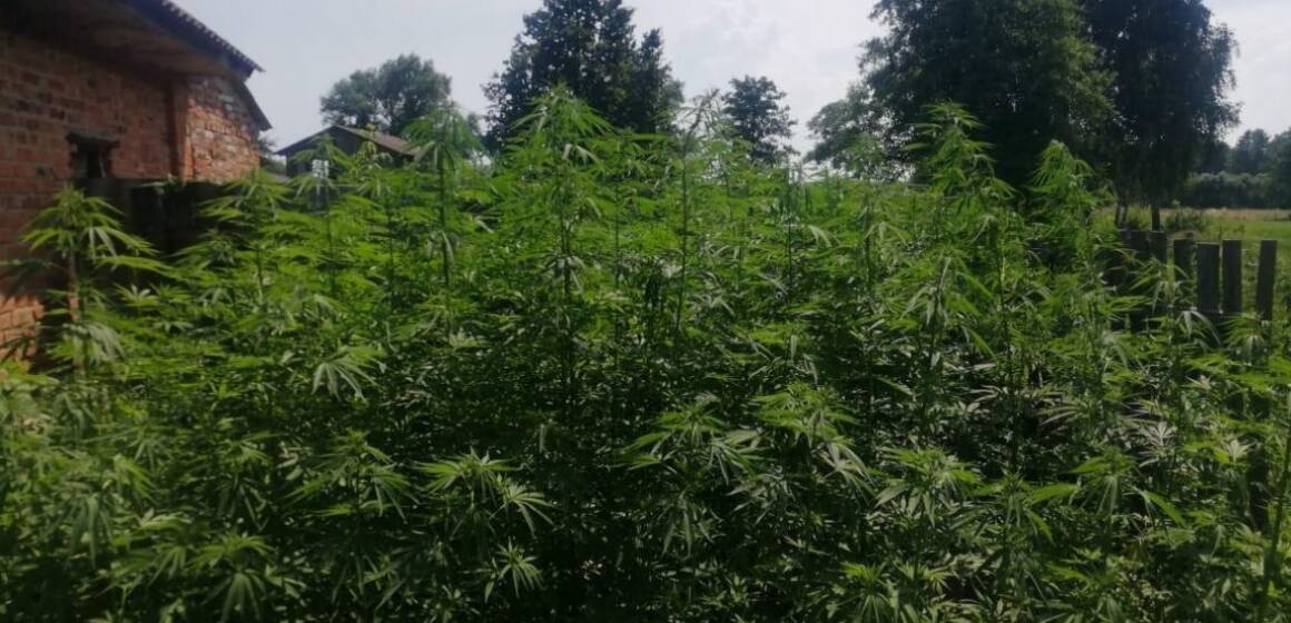 На Вінниччині виявили посіви нарковмісних рослин