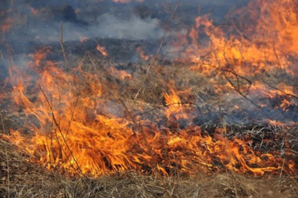 На Вінниччині проводитимуть рейди на паліїв багать та сухостоїв