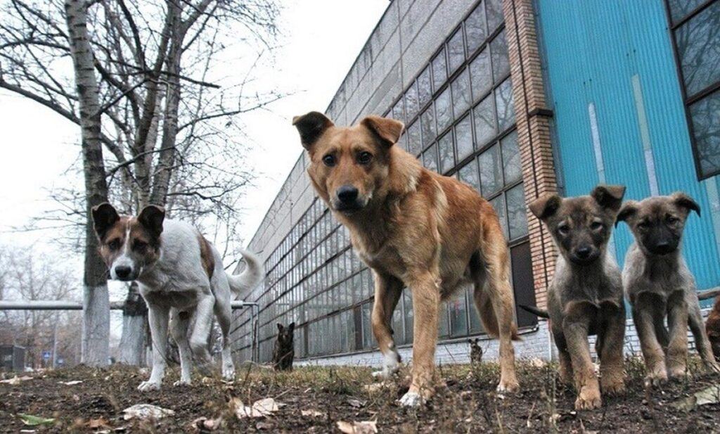 У Вінниці відбудеться ярмарок бездомних тварин