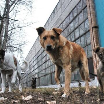 У Вінниці відбудеться ярмарок бездомних тварин