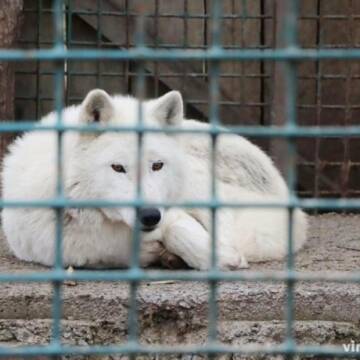 Полярних вовків Подільського зоопарку переселили до нового вольєру