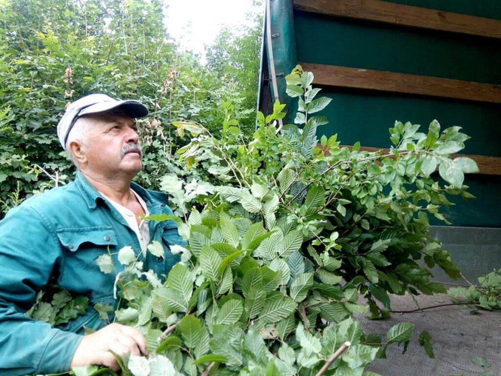 Працівники Подільського зоопарку заготовляють листяні віники для тварин на зиму