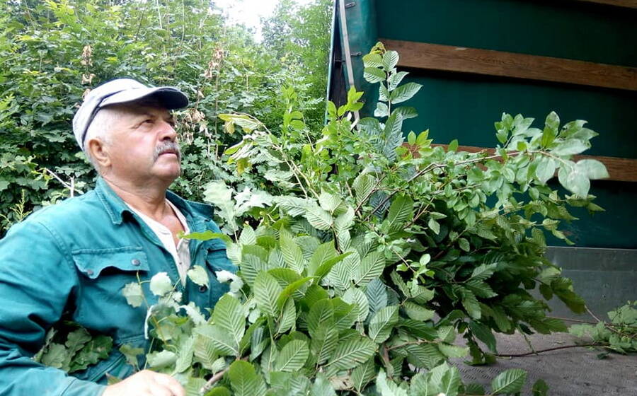 Працівники Подільського зоопарку  заготовляють листяні віники для тварин на зиму