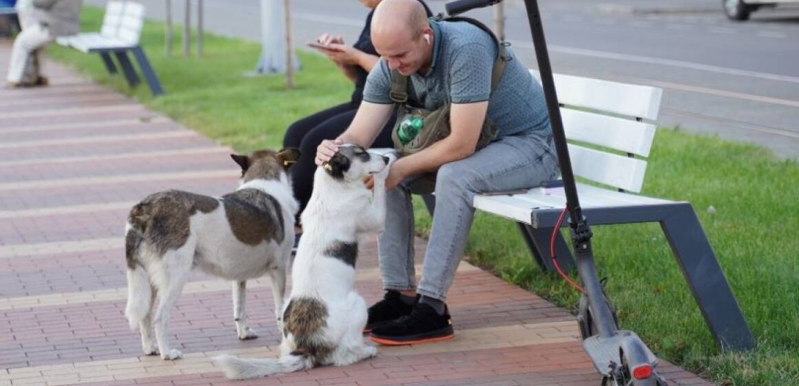У Вінниці стерилізують близько 250 безпритульних собак