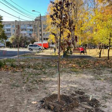 У дворах Вінниці висадили 800 молодих дерев