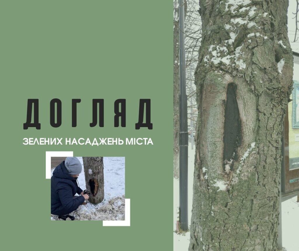 По вулиці Пирогова та Замостянській “лікували” дерева