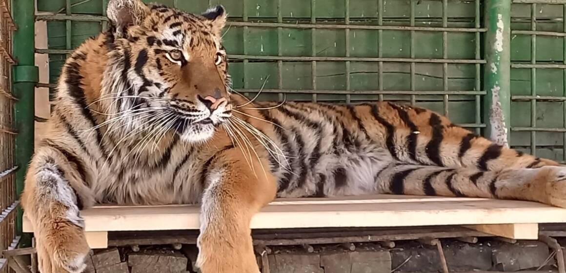 У Подільському зоопарку підвищують ціну квитка, аби збудувати вольєри для тигриці та ягуара
